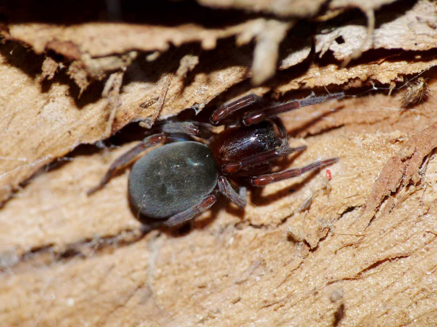 Amaurobius sp.